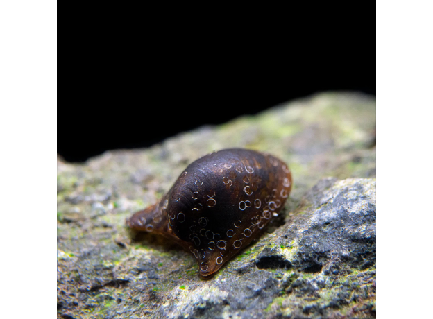 Улитка Бэтмен (Neritina auriculata)