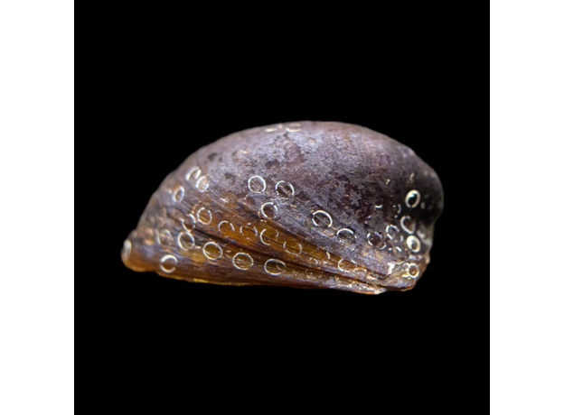 Улитка Бэтмен (Neritina auriculata)