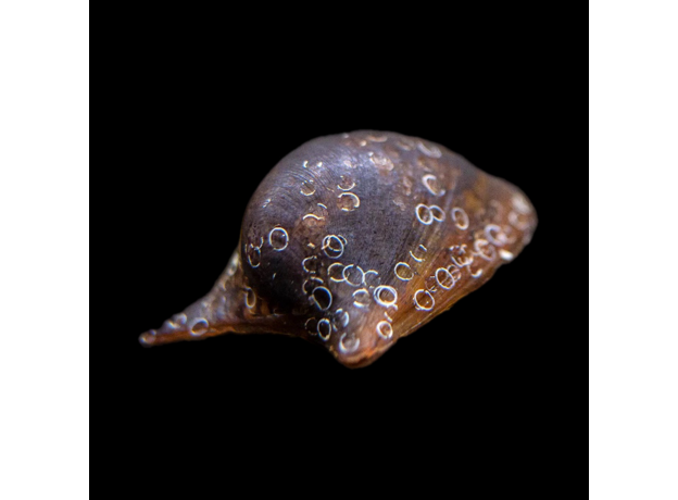 Улитка Бэтмен (Neritina auriculata)