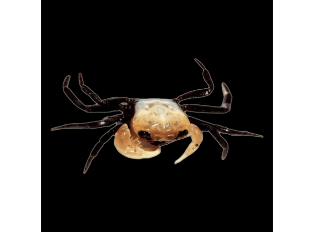 Краб панда (Lepidothelphusa cognetti)