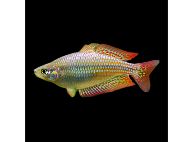 Радужница Меланотения вишневая (Melanotaenia splendida inornata)