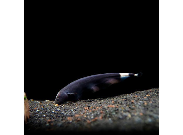 Нож черный (L) (Apteronotus albifrons)