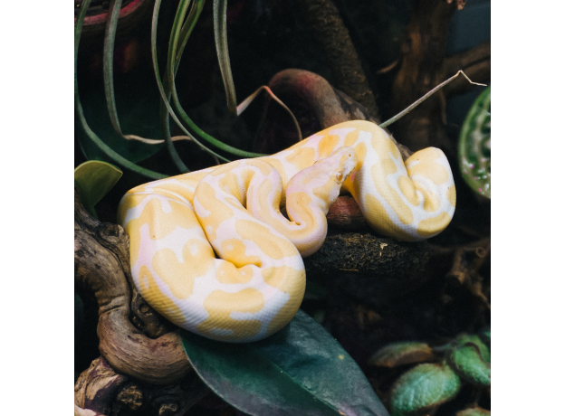 Королевский питон Albino 66%  het Pied