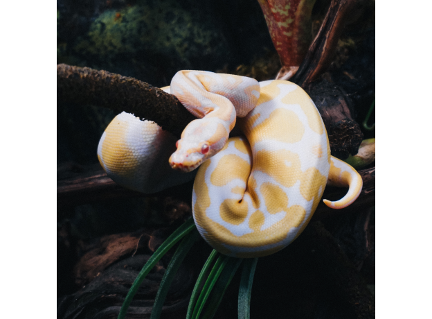 Королевский питон Albino 66%  het Pied