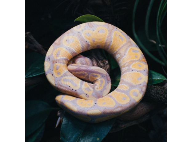 Королевский питон (Banana Enchi Black pastel)