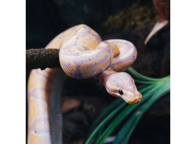 Королевский питон (Banana Enchi Black pastel)