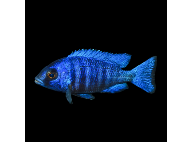 Плацидохромис фенохилус Танзания (Placidochromis phenochilus Tanzania)