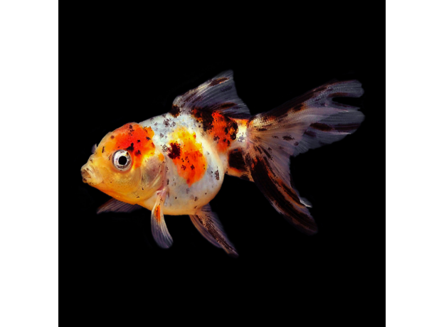 Золотая рыбка Оранда ситцевая (L) (Carassius auratus var.)