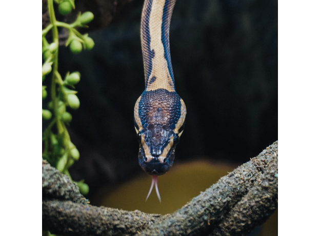 Королевский питон Blade Piebald