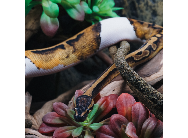 Королевский питон Blade Piebald