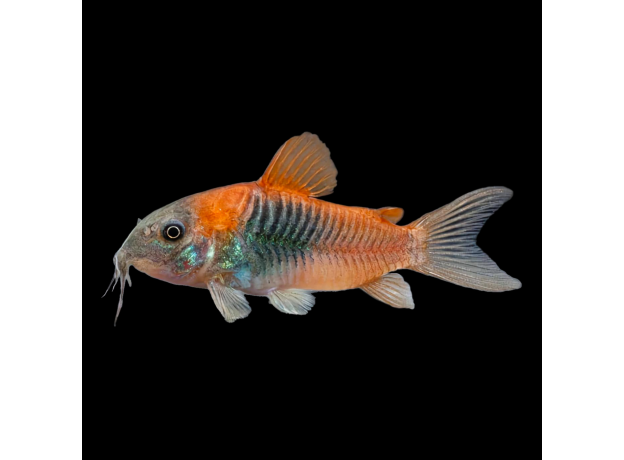 Сом коридорас венесуэла оранж XL (Corydoras aeneus sp.venezuelanus)