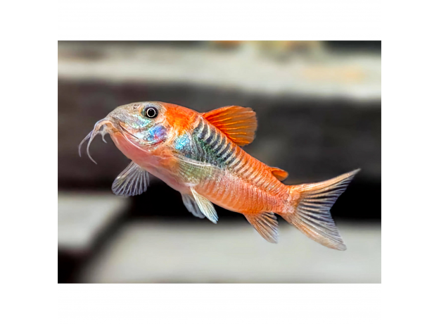 Сом коридорас венесуэла оранж XL (Corydoras aeneus sp.venezuelanus)