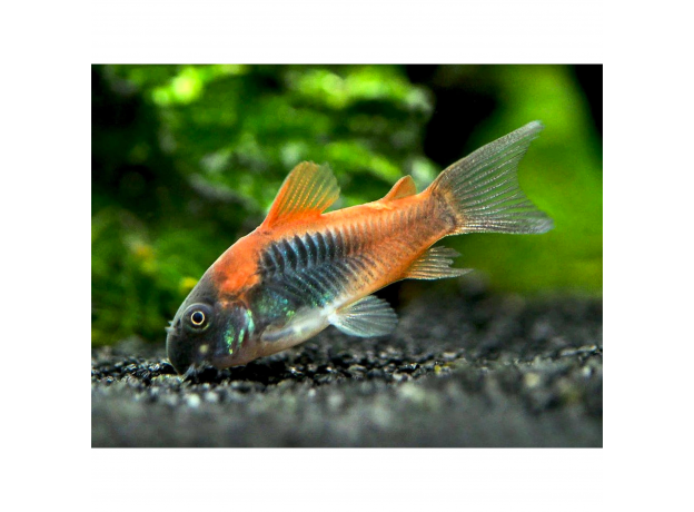Сом коридорас венесуэла оранж XL (Corydoras aeneus sp.venezuelanus)