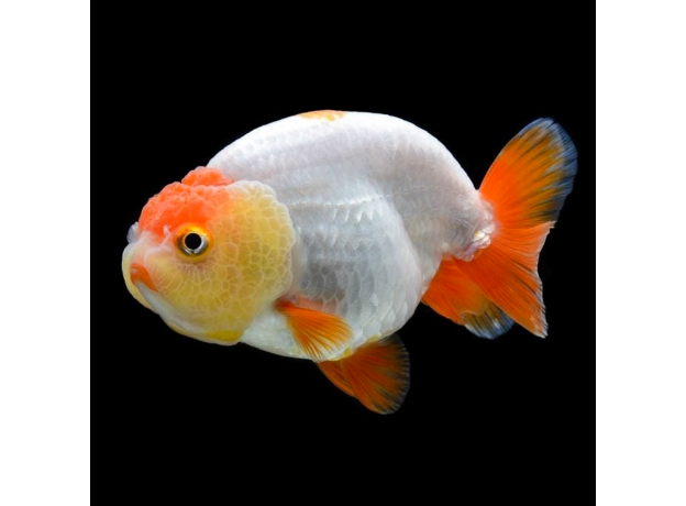 Золотая рыбка Львиноголовка ассорти M (Carassius auratus)