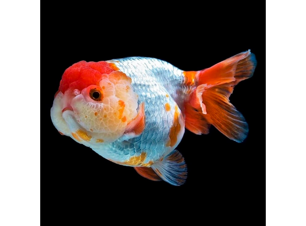 Золотая рыбка Львиноголовка ассорти M (Carassius auratus)