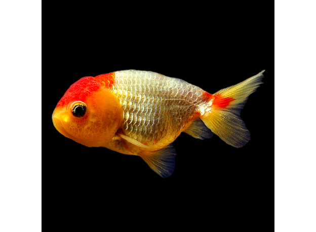 Золотая рыбка Львиноголовка ассорти M (Carassius auratus)