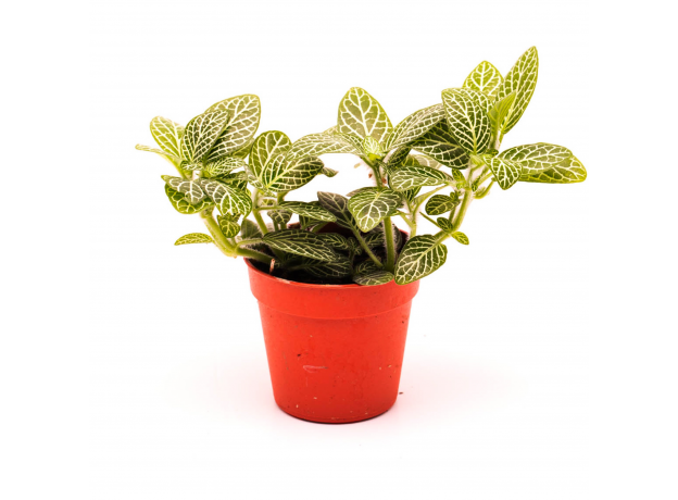 Фиттония (Fittonia Agryroneura Green)