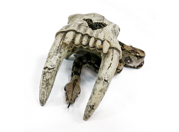 Удав обыкновенный Boa constrictor, S-M (Германия)