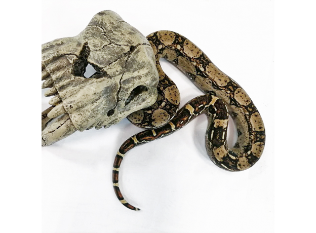 Удав обыкновенный Boa constrictor, S-M (Германия)