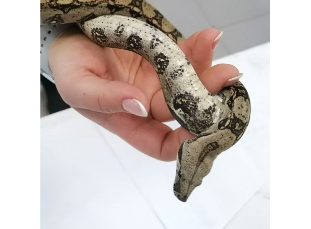 Удав обыкновенный Boa constrictor, S-M (Германия)