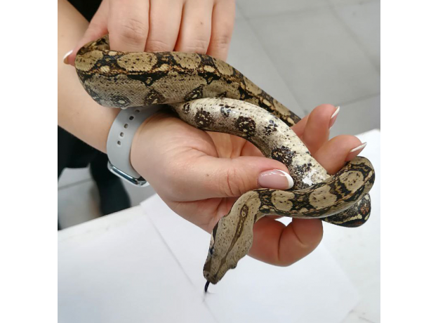 Удав обыкновенный Boa constrictor, S-M (Германия)