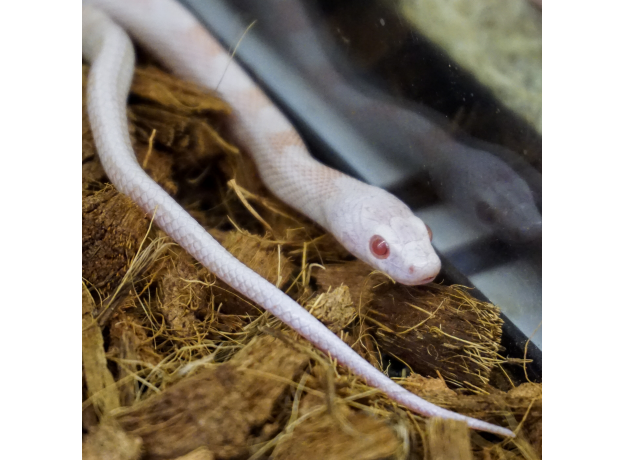 Маисовый полоз peppermint (Amelanistic & Cinder)