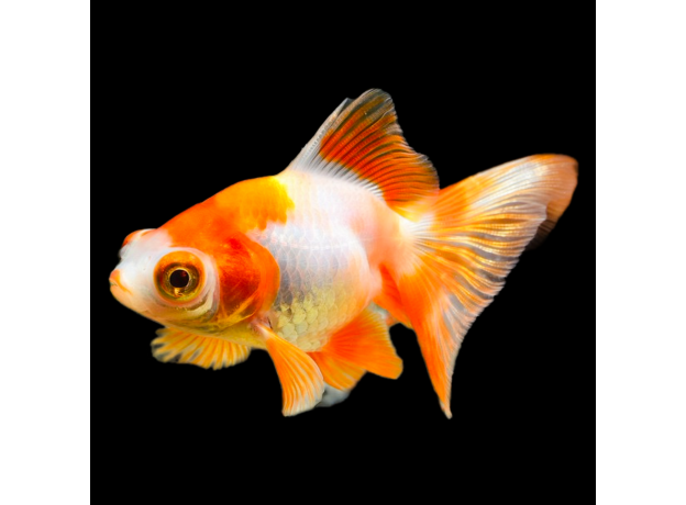 Золотая рыбка Телескоп бабочка красно-белый (М) (Carasius auratus)