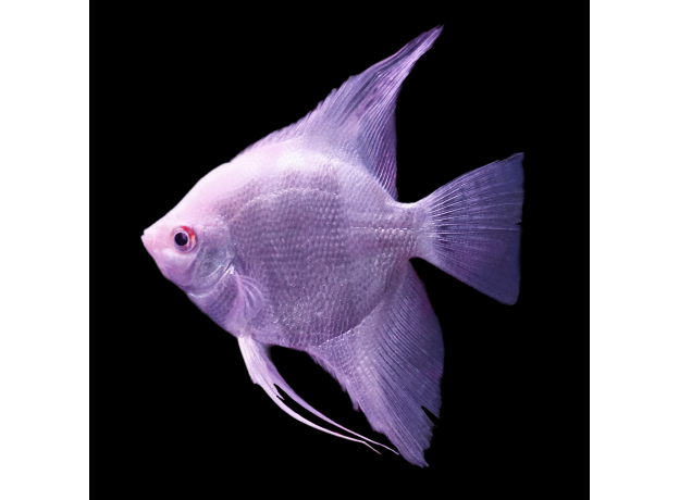 Скалярия белый жемчуг L (Pterophyllum scalare)