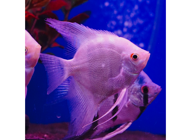 Скалярия белый жемчуг L (Pterophyllum scalare)