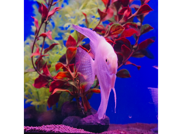 Скалярия белый жемчуг L (Pterophyllum scalare)