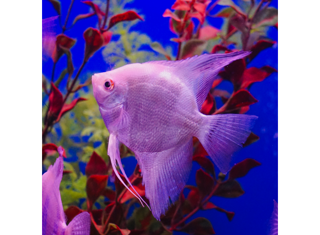 Скалярия белый жемчуг L (Pterophyllum scalare)