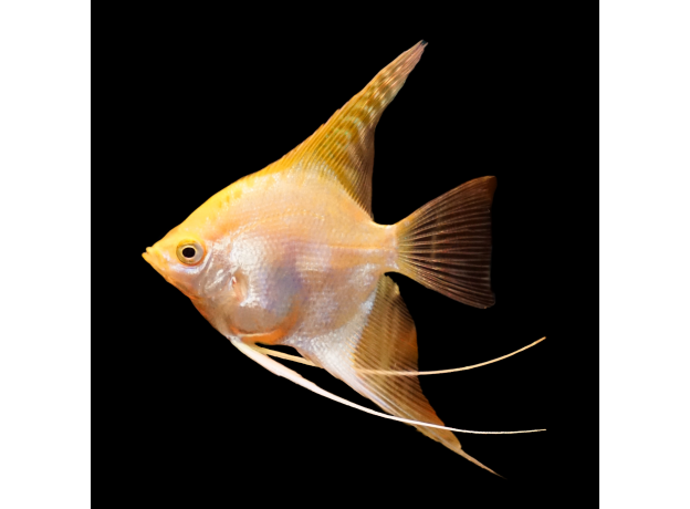 Скалярия Манакапуру голд (S) (Pterophyllum scalare manakapuru)