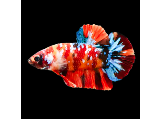 Петушок Кои немо (самка) (Betta splendens)