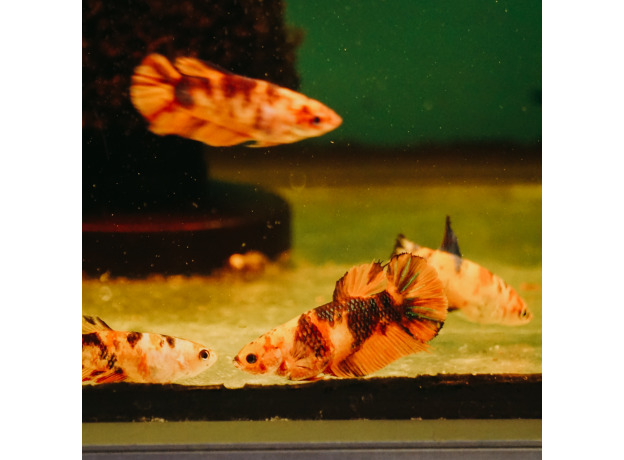 Петушок Кои немо (самка) (Betta splendens)