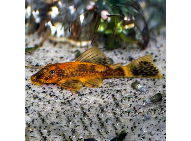 Сом Анциструс черепаховый (Ancistrus dolichopterus)