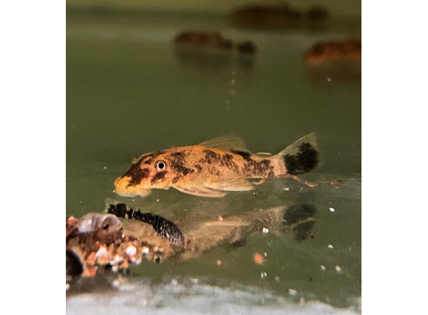 Сом Анциструс черепаховый (Ancistrus dolichopterus)