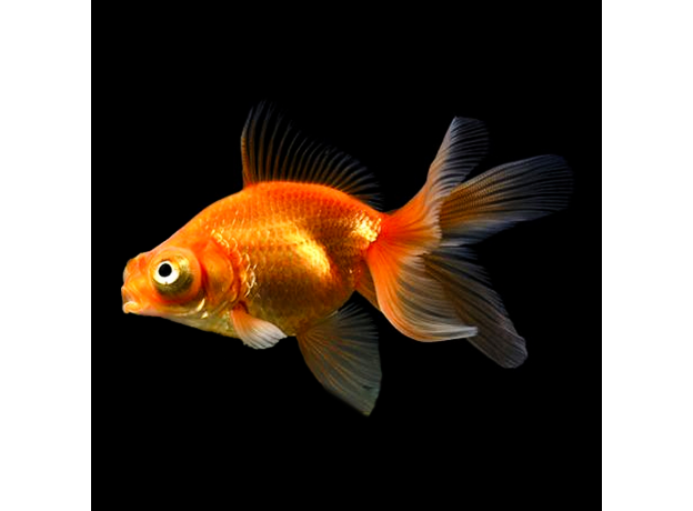 Золотая рыбка Телескоп бабочка красный (SM) (Carassius auratus sp.)