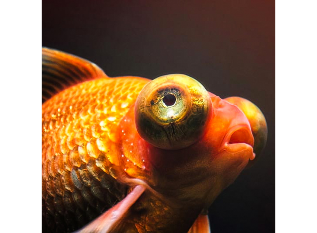 Золотая рыбка Телескоп бабочка красный (SM) (Carassius auratus sp.)