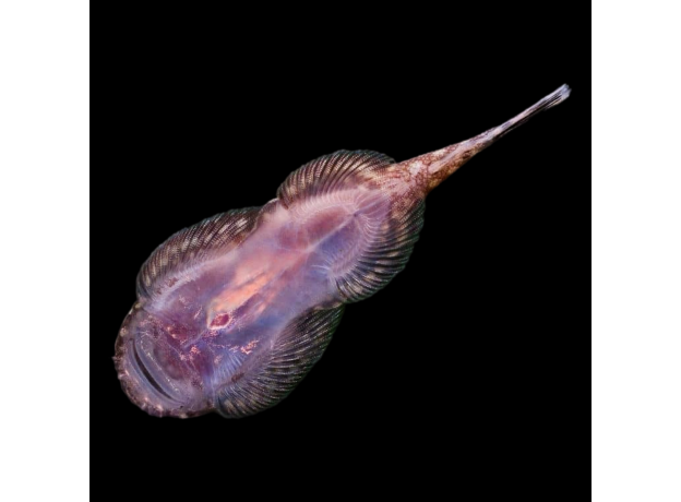 Гастромизон оцеллятус (Gastromyzon ocellatus)