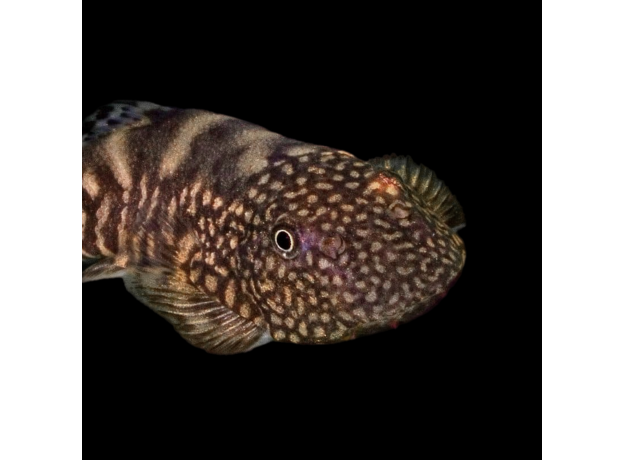 Гастромизон оцеллятус (Gastromyzon ocellatus)