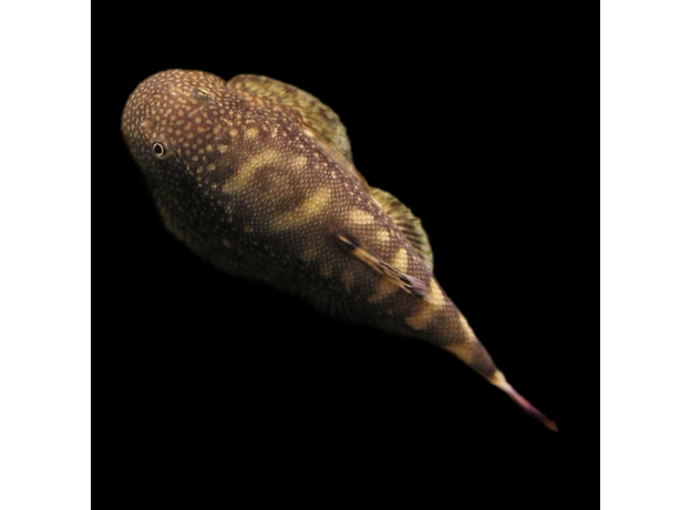Гастромизон оцеллятус (Gastromyzon ocellatus)