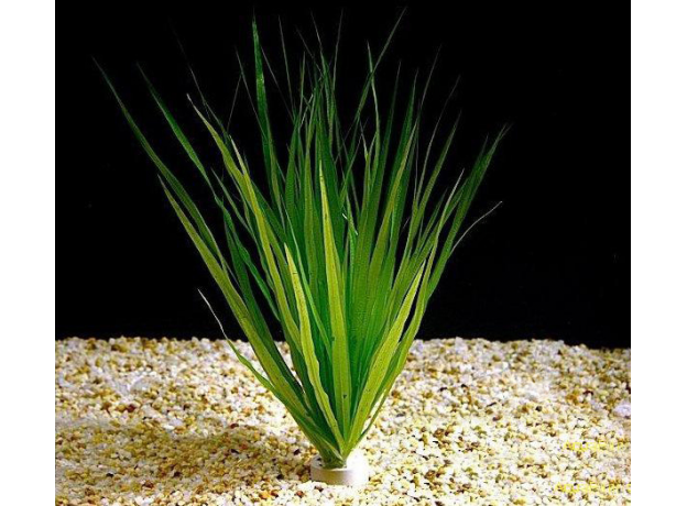 Бликса Обера (с грузом) (Blyxa aubertii)