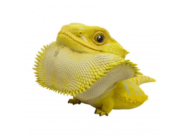 Коллекционная фигурка Бородатая агама желтая (pogona vitticeps yellow) большая