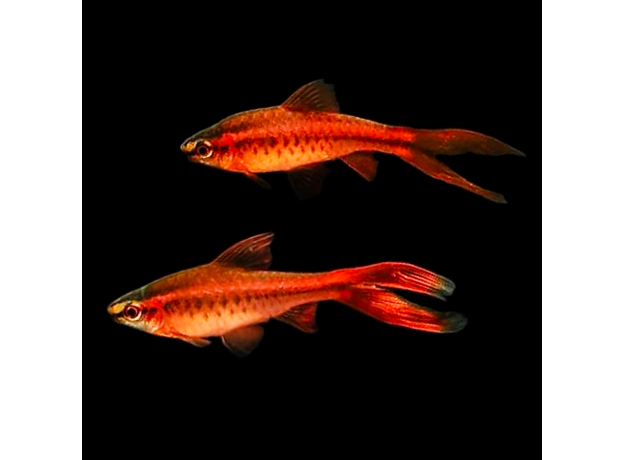 Барбус вишневый вуалевый (Puntius titteya)