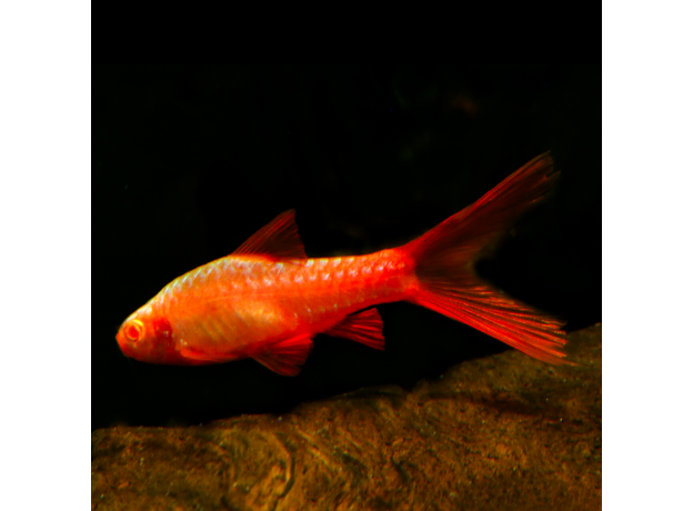 Барбус вишневый вуалевый (Puntius titteya)