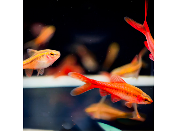 Барбус вишневый вуалевый (Puntius titteya)