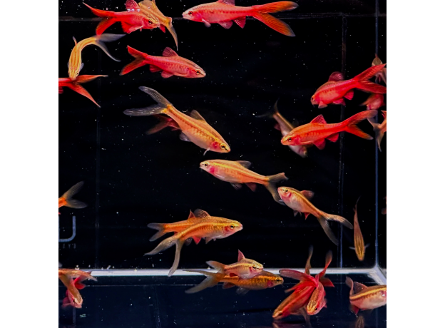 Барбус вишневый вуалевый (Puntius titteya)