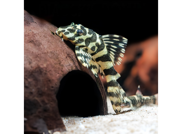 Сом пеколтия компта L134 (L) (Peckoltia compta)