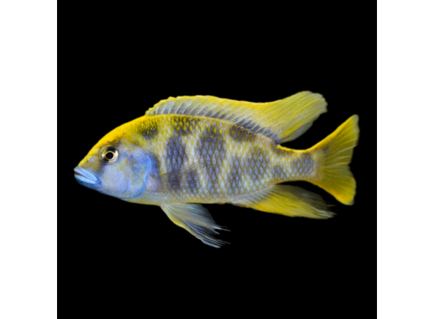 Хаплохромис Золотой Леопард SM (Haplochromis venustus)