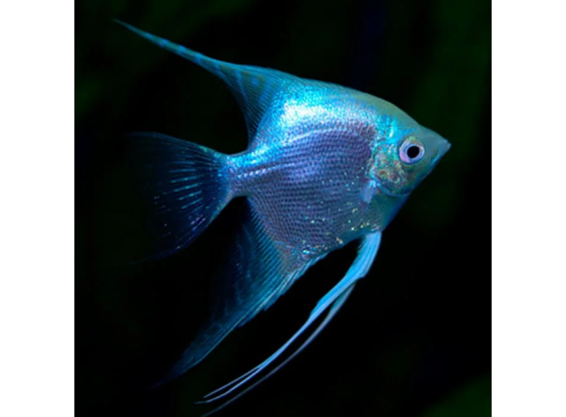 Скалярия вуалевая голубая XL (Pterophyllum scalare var.)